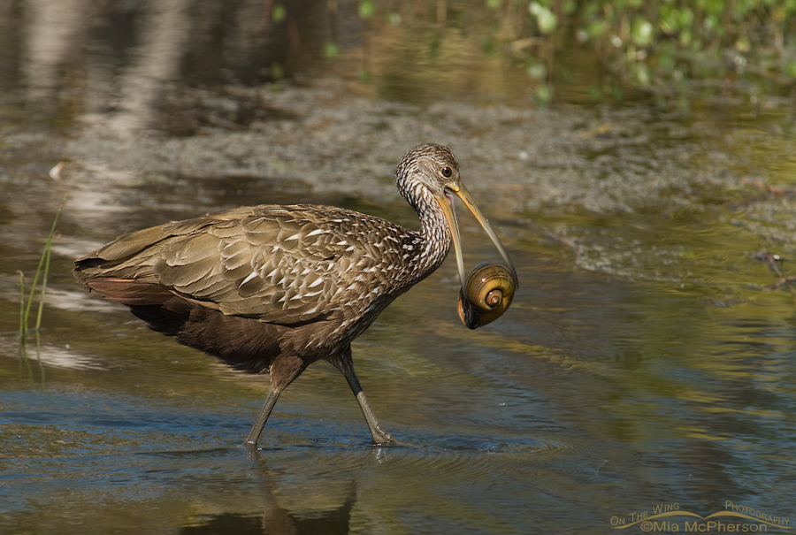 Limpkin with a snail in its bill at Lake Seminole Park, Pinellas County, Florida