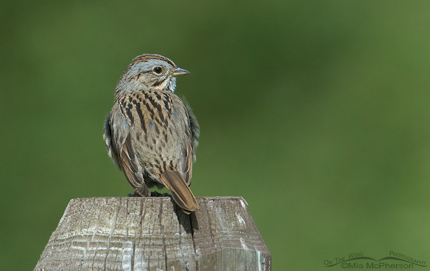Lincoln's Sparrow perched on a fencepost
