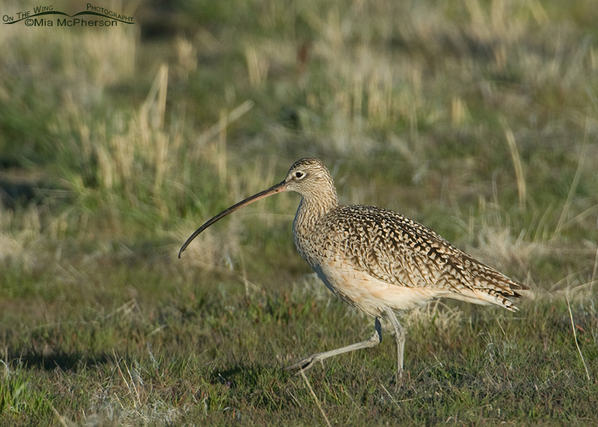 Long-billed Curlew hunting for prey in the grasses
