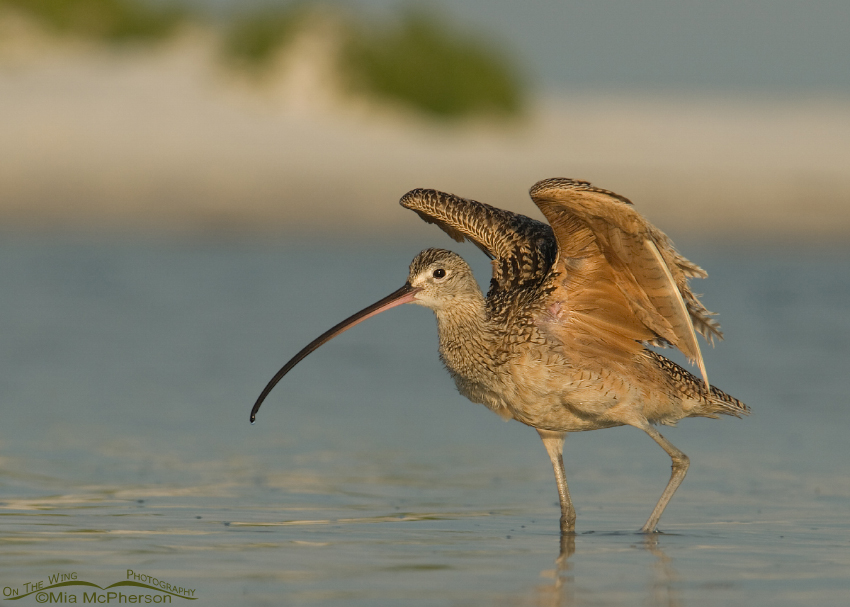 Long-billed Curlew in a tidal lagoon, Florida