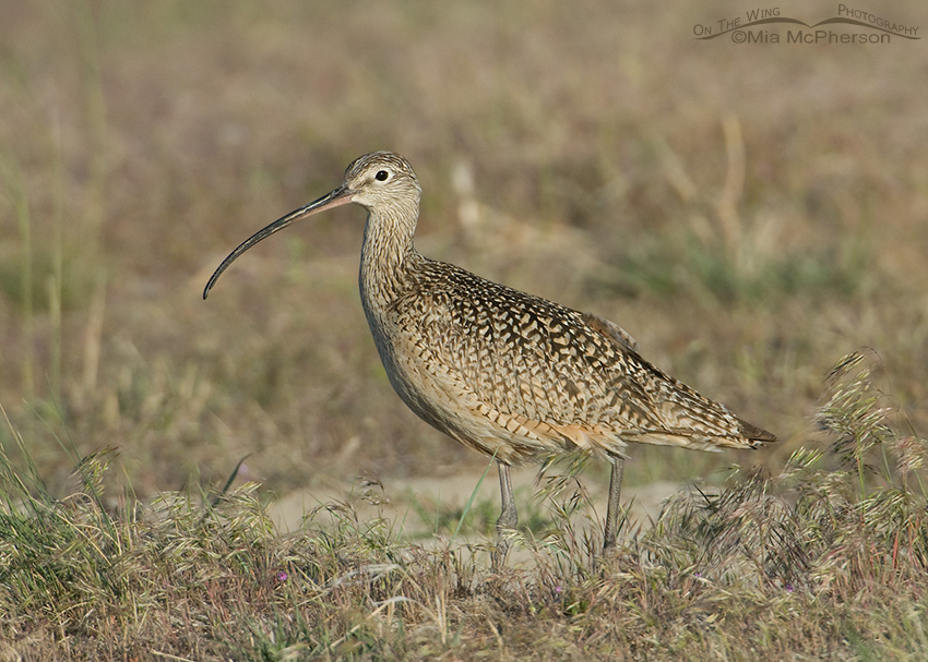 Male Long-billed Curlew in Cheatgrass