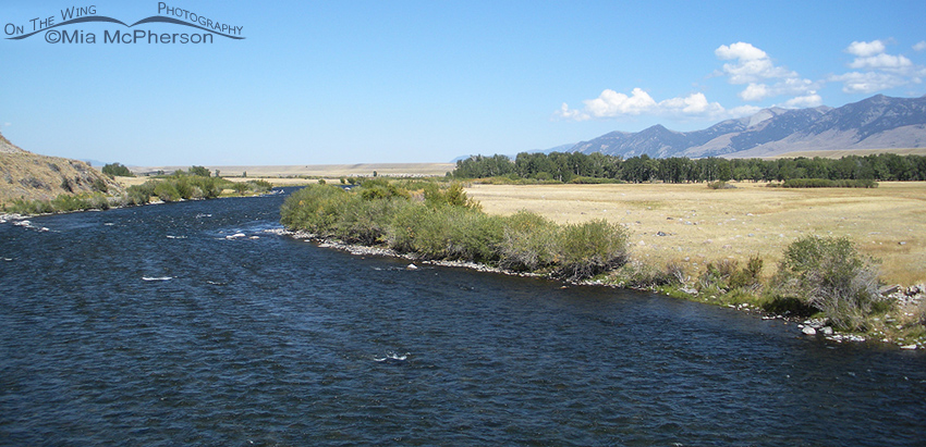 The Madison River, Madison County, Montana