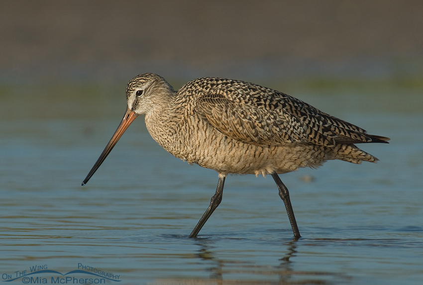 Marbled Godwit in a tidal pool