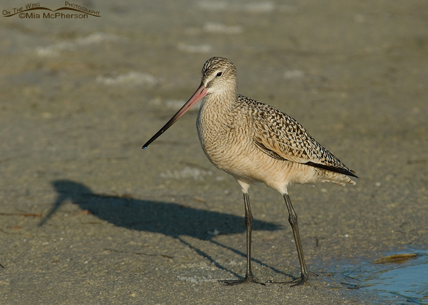 Marbled Godwit and shadow