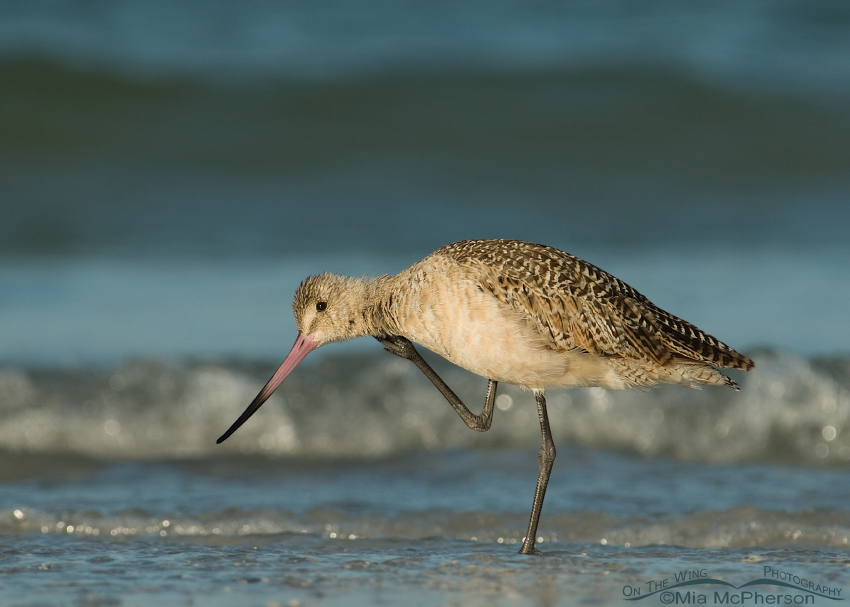 Marbled Godwit scratching