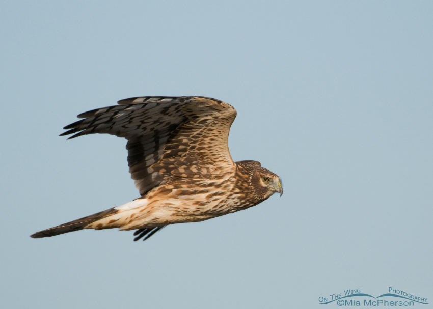 Female Northern Harrier in flight over the Great Salt Lake