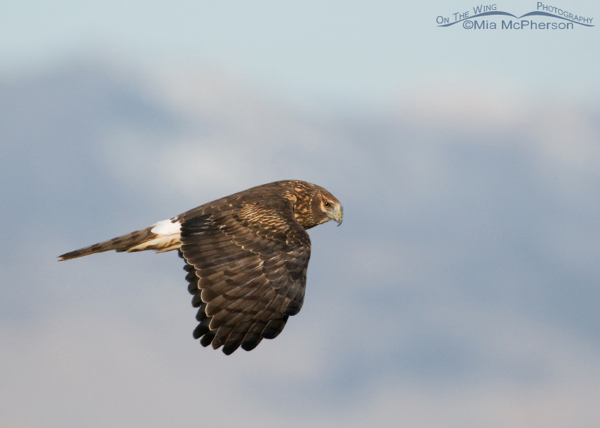 Female Northern Harrier with the Wasatch Range in the background