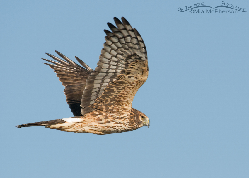 Female Northern Harrier coursing along a road