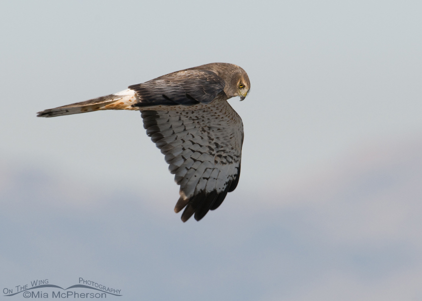 Male Northern Harrier in flight - Christmas Eve 2011