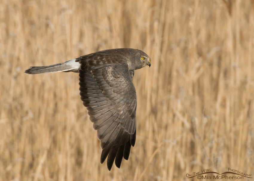 Northern Harrier male with phragmites in the background