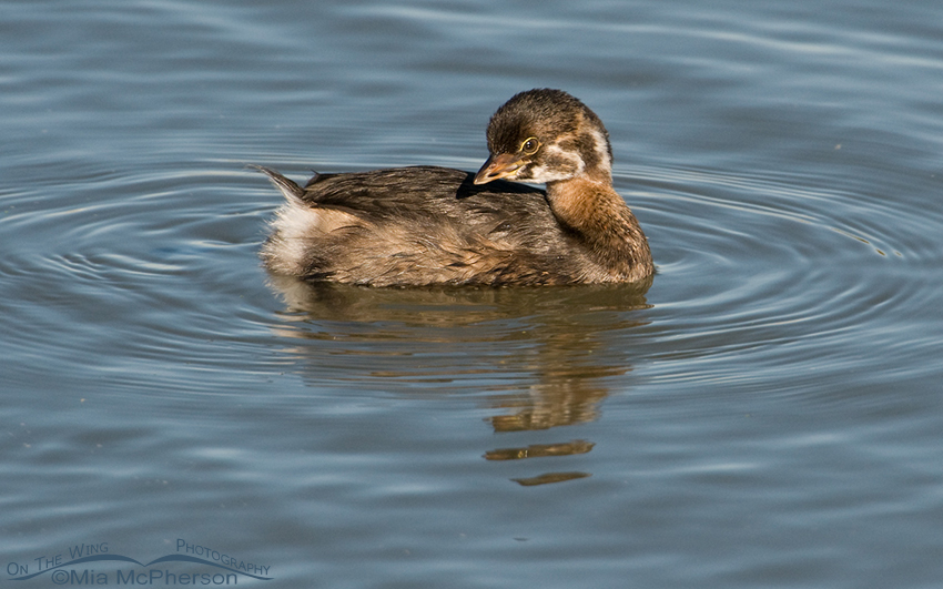 Coy looking juvenile Pied-billed Grebe
