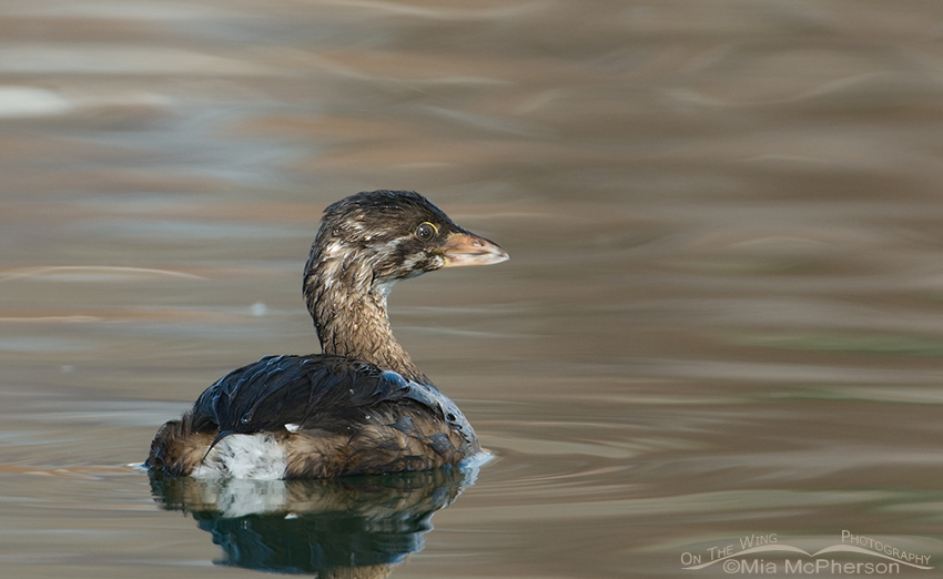 Juvenile Pied-billed Grebe in an icy pond