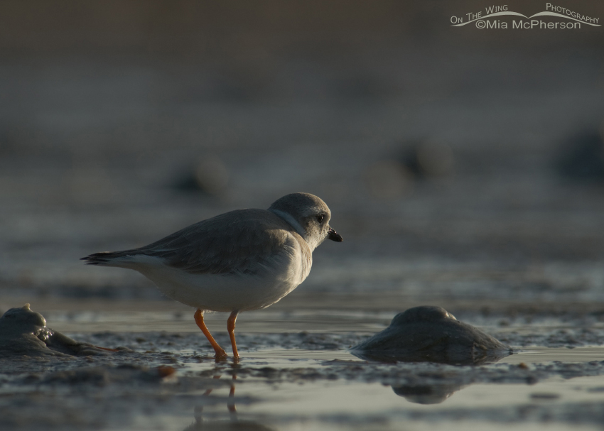 Sidelit Piping Plover