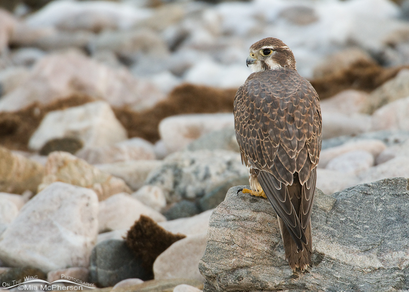 Adult Prairie Falcon on shoreline rocks