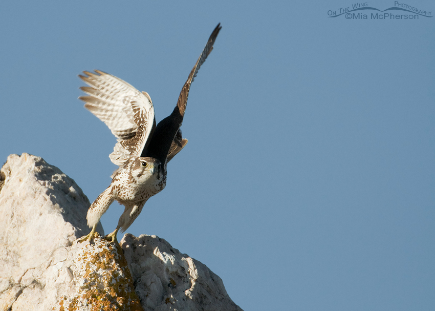 Prairie Falcon lift off #1