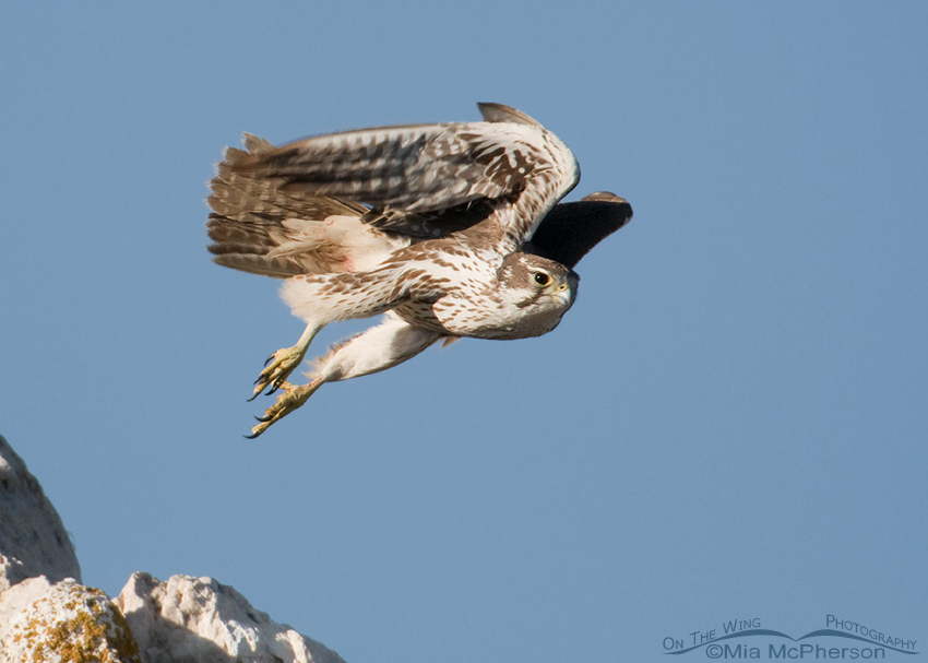 Prairie Falcon lift off #2