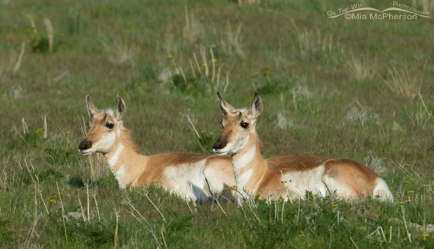 Two Pronghorn Does resting