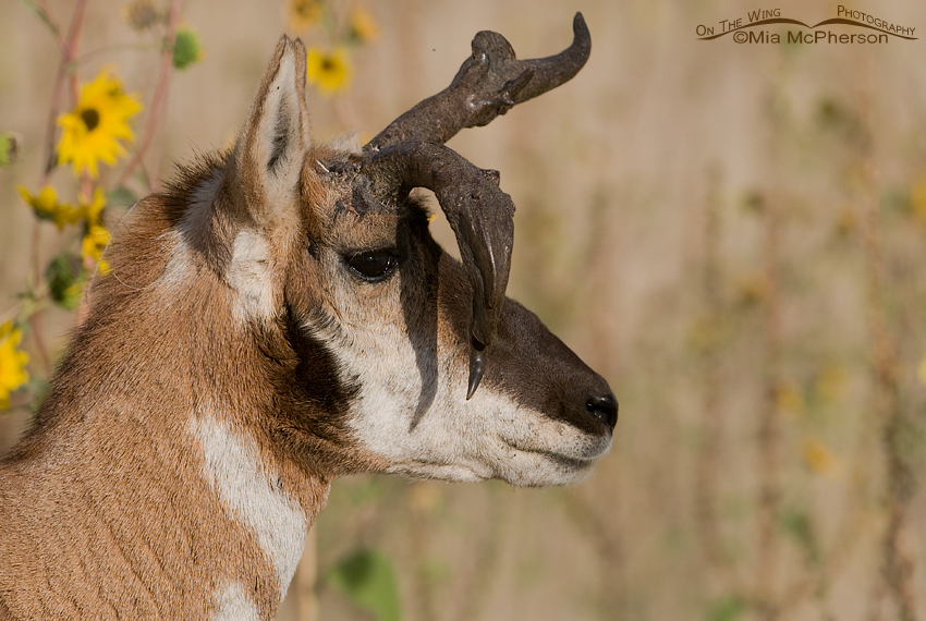 Profile of atypical Pronghorn buck
