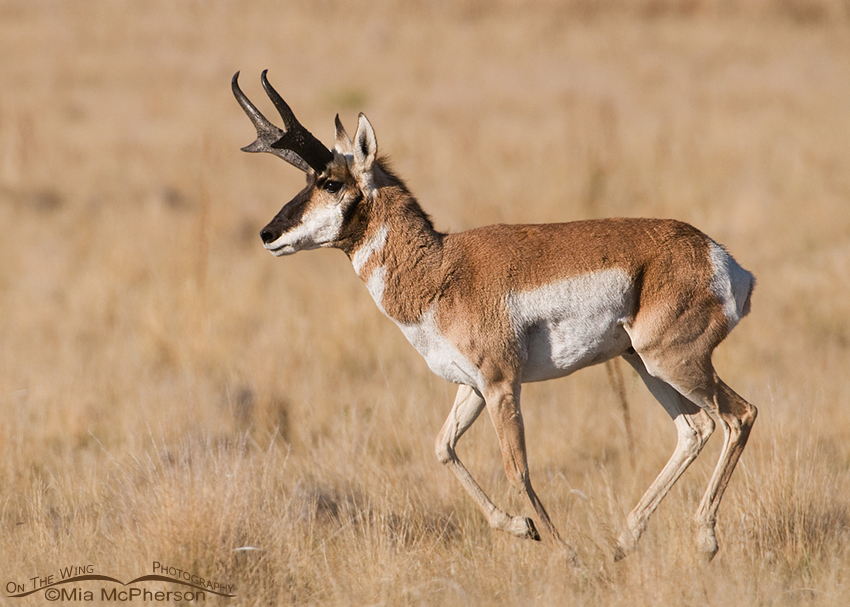 Pronghorn buck running by