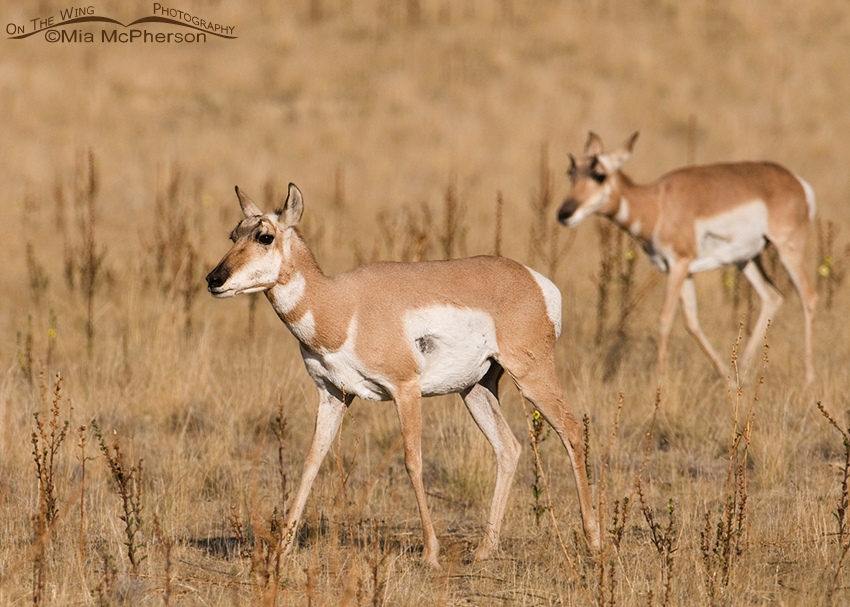 Pronghorn does being herded by a buck