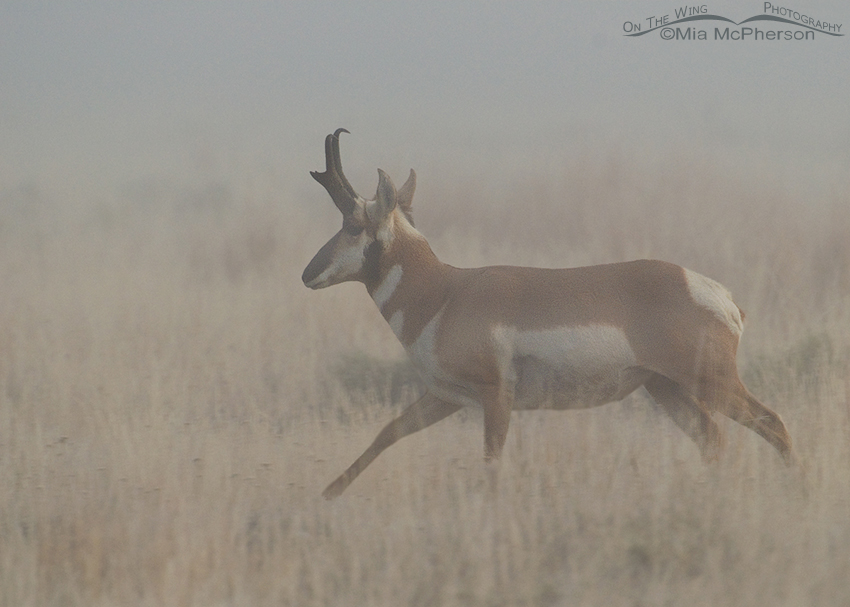 Pronghorn buck in a fog, Red Rock Lakes NWR, Montana