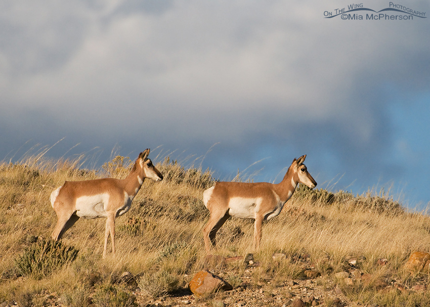 Pronghorn does on a hilltop at sunset