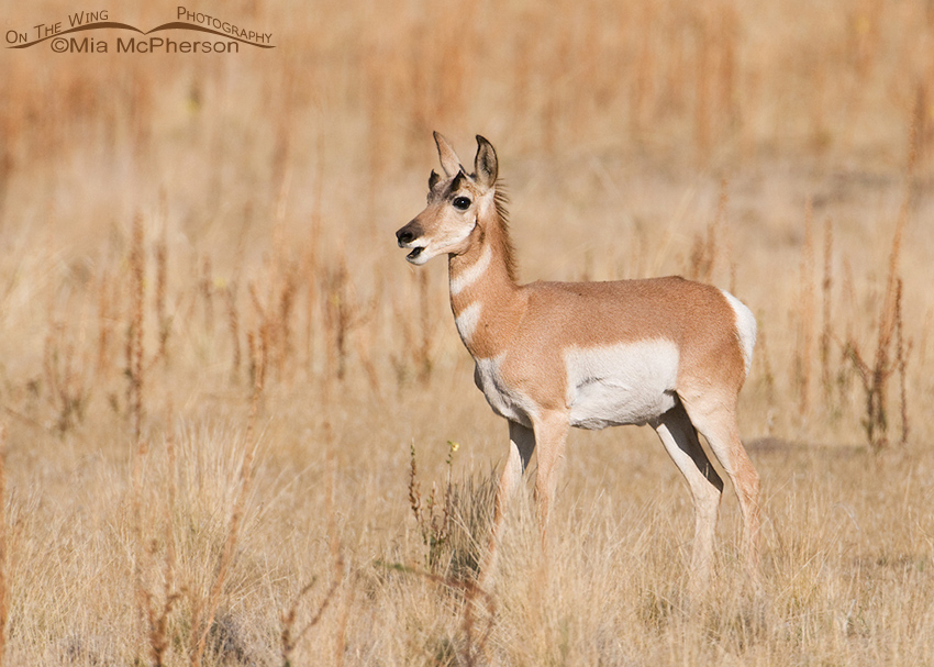Pronghorn yearling