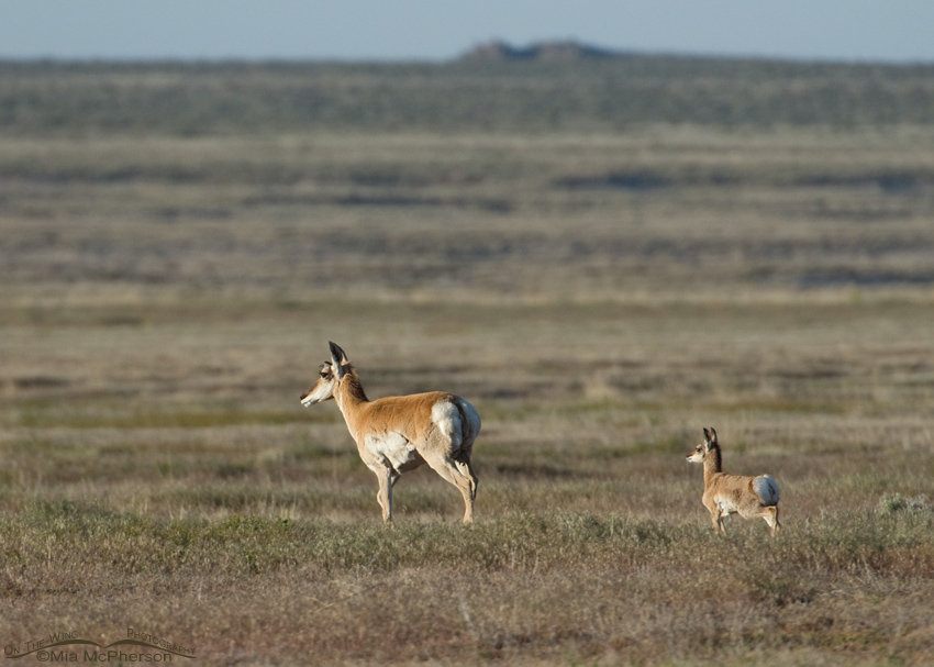 Pronghorns on the flats of the West Desert