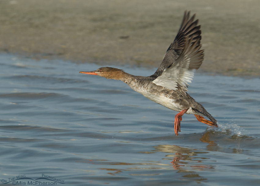 Red-breasted Merganser lifting off