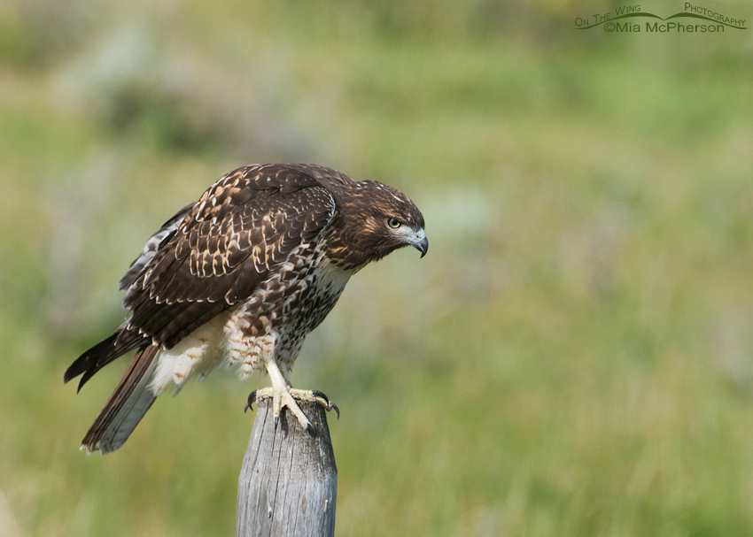 Juvenile Red-tailed Hawk's concentration
