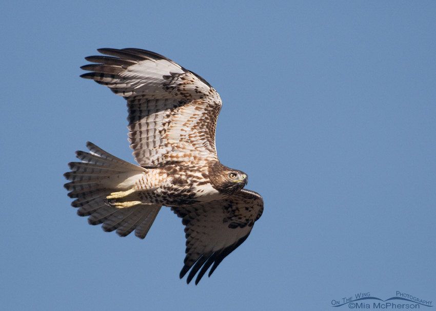 Juvenile Red-tailed Hawk in flight at Farmington Bay WMA
