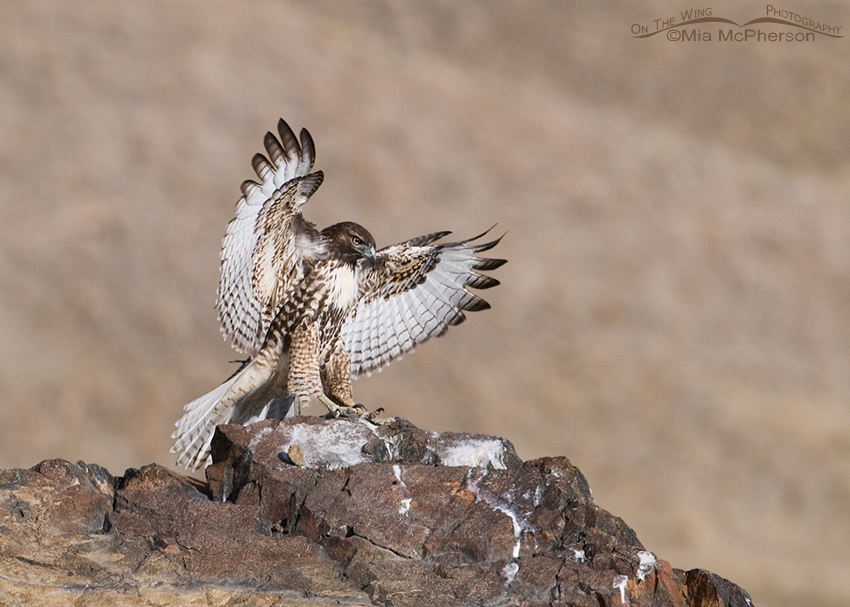 Red-tailed juvenile landing on a rock outcropping