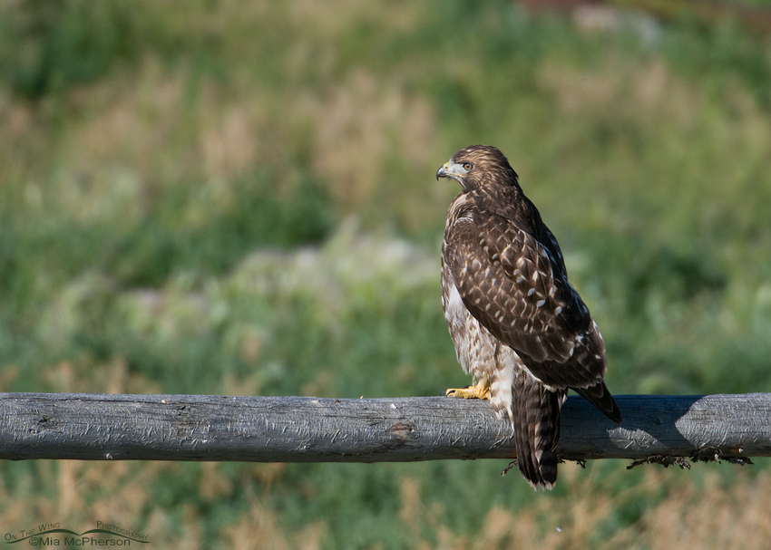 Juvenile Red-tailed Hawk perched on an old fence rail