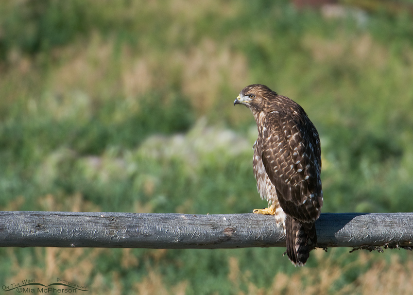 Juvenile Red-tailed Hawk, Beaverhead County, Montana