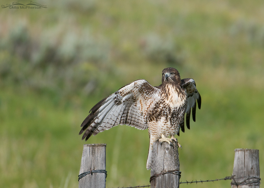 Juvenile Red-tailed Hawk with wings spread