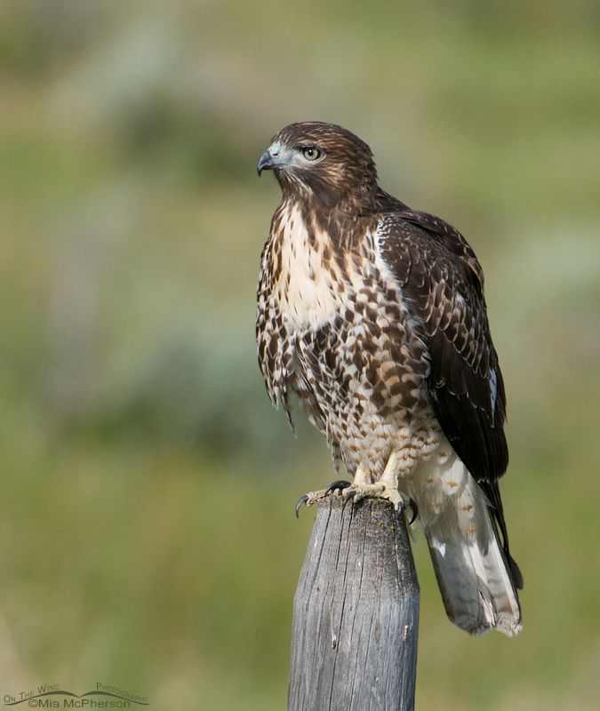 Perched juvenile Red-tailed Hawk