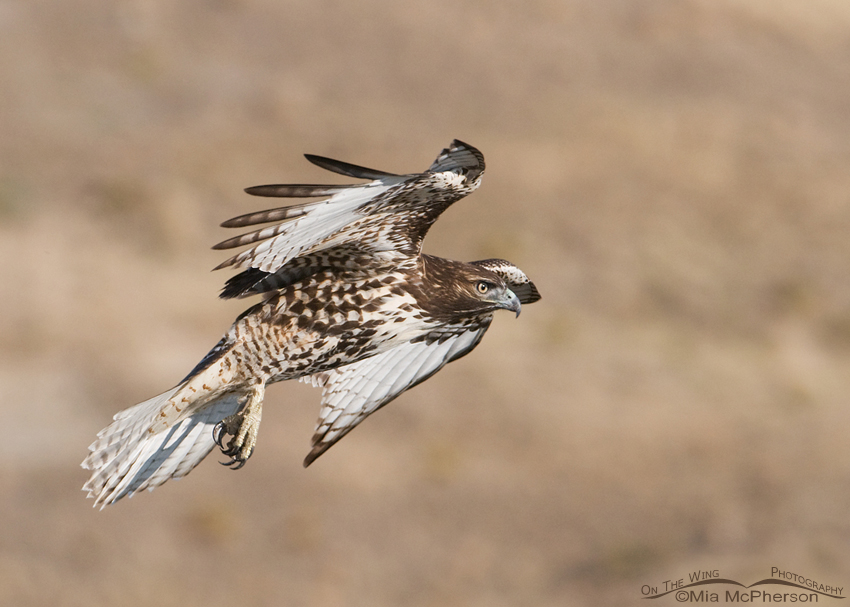 Juvenile Red-tailed slowing down prior to landing