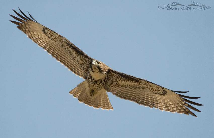 Juvenile Red-tailed Hawk soaring on canyon thermals