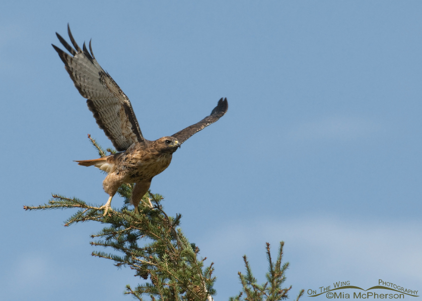 Red-tailed Hawk lifting off, just above Wade Lake, Montana