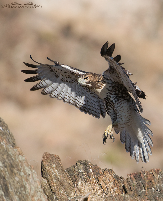 Landing juvenile Red-tailed Hawk