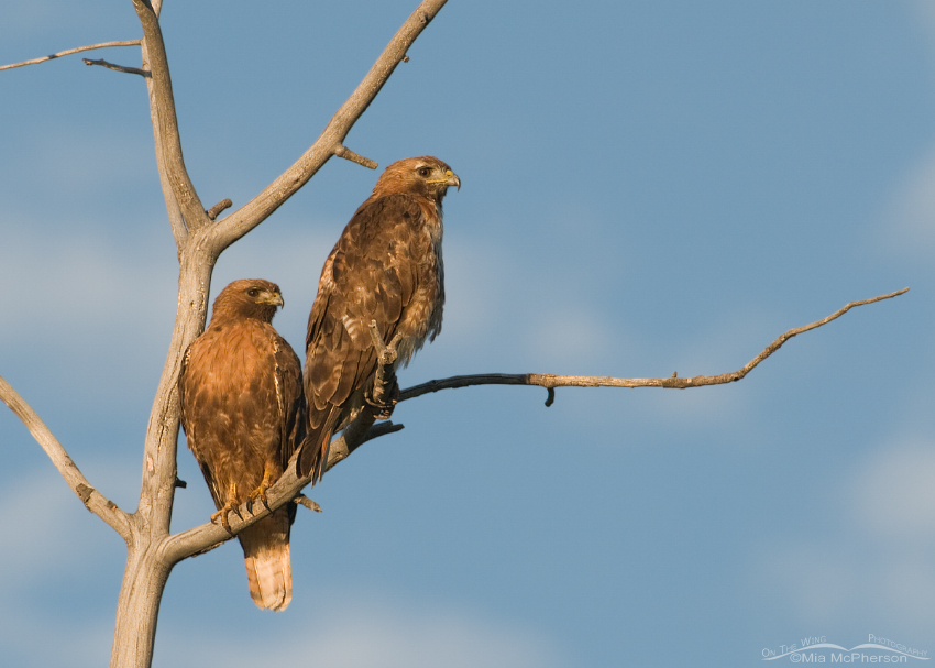 A pair of adult Red-tailed Hawks on a dead Aspen