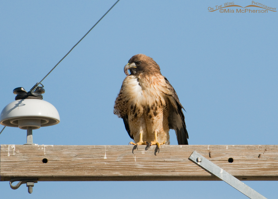 Adult Red-tailed Hawk with the sickle type of long-bill syndrome
