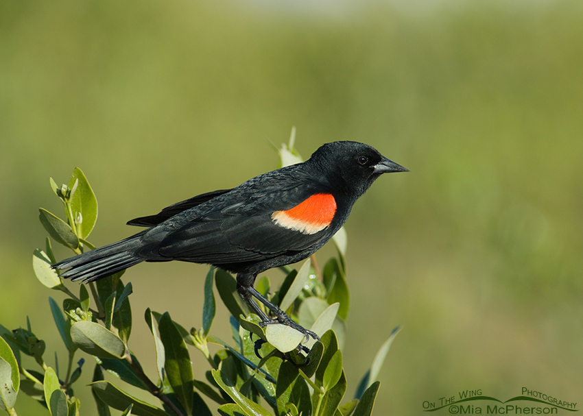 Male Red-winged Blackbird at Fort De Soto's north beach