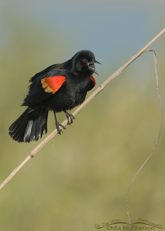 Red-winged Blackbird male singing on Sea Oats