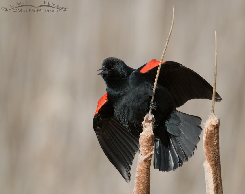 Male Red-winged Blackbird singing on cattails