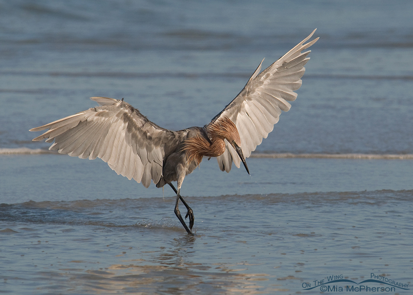 Reddish Egret dancing on the shoreline of the Gulf