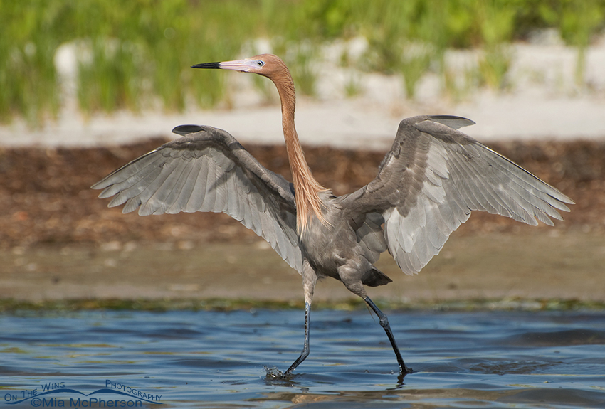 Dancing dark morph Reddish Egret