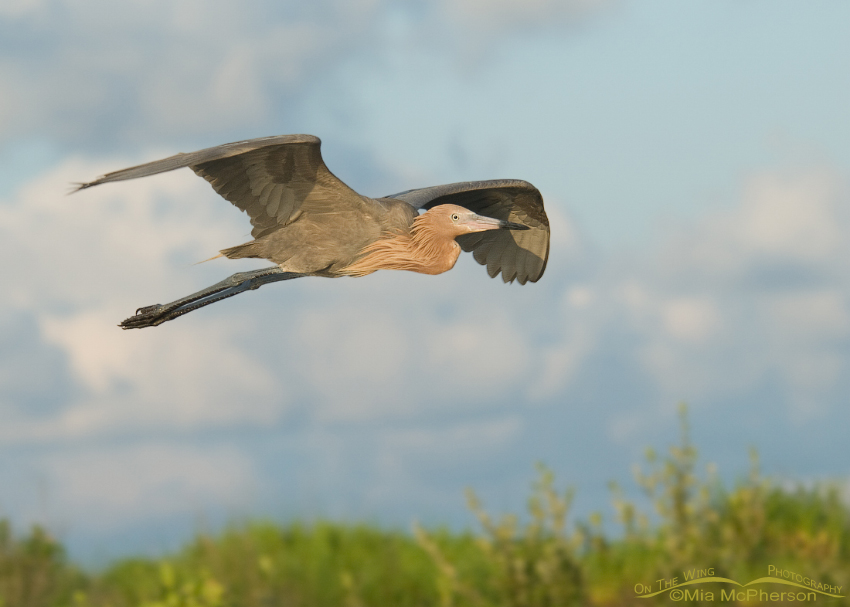 Reddish Egret in flight with clouds in the background