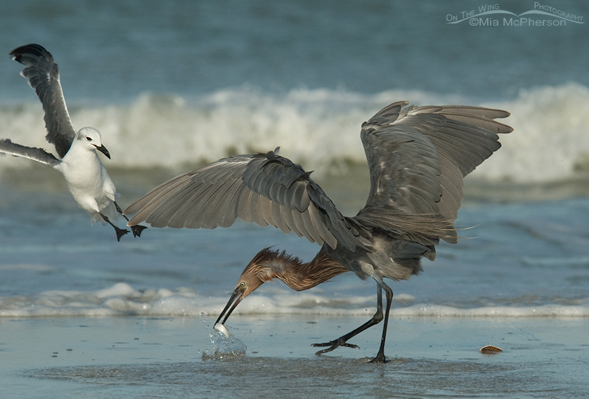 Reddish Egret defending its prey from a Laughing Gull