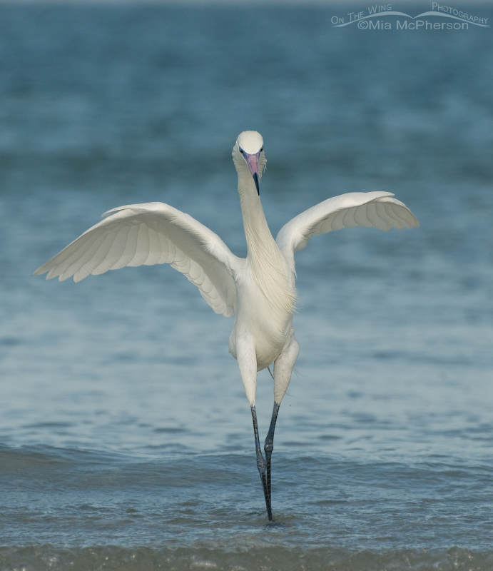 White Morph of Reddish Egret – a Ballet Pose